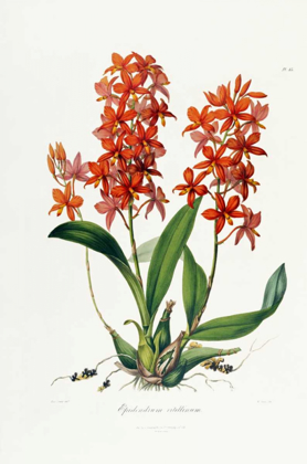 Picture of STAR ORCHID