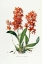 Picture of STAR ORCHID