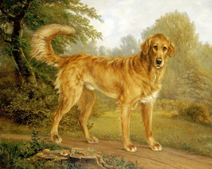 Picture of A GOLDEN RETRIEVER ON A PATH