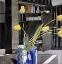 Picture of YELLOW TULIPS