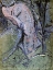 Picture of CHERUBIN