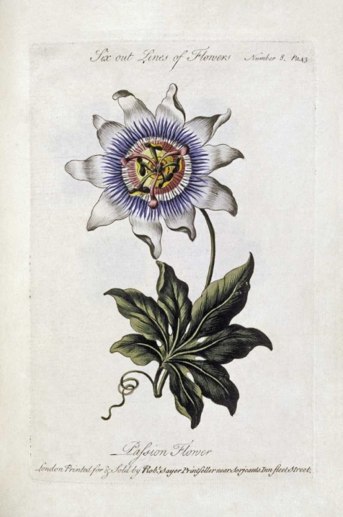 Picture of PASSION FLOWER