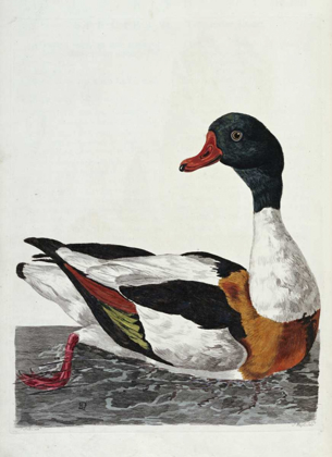 Picture of HAND COLORED ENGRAVING OF A DUCK