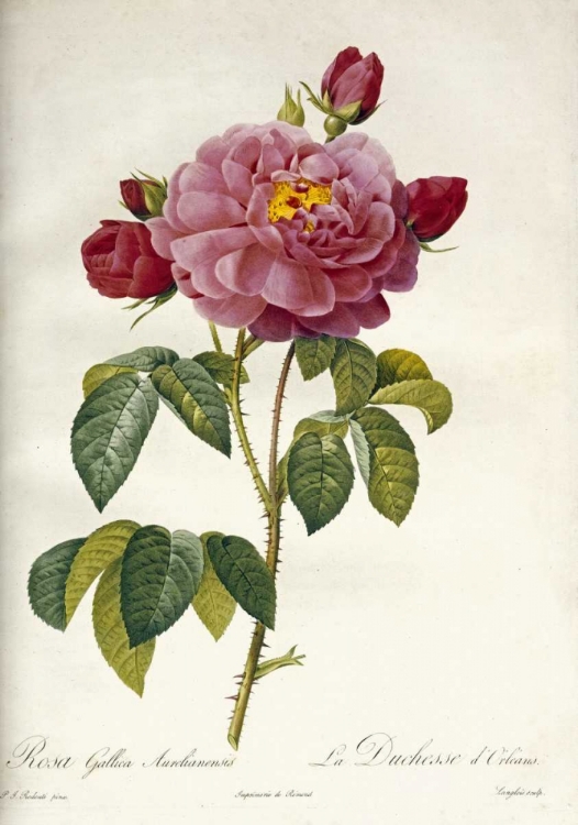 Picture of LES DUCHESS DORLEANS ROSE