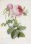 Picture of ROSE