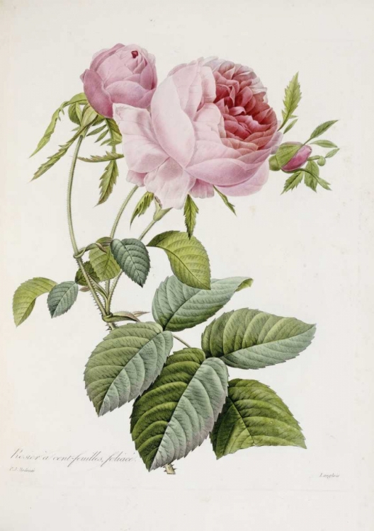 Picture of ROSE