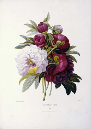 Picture of PEONIES