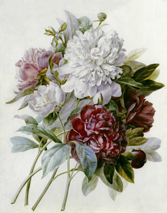Picture of A BOUQUET OF RED, PINK AND WHITE PEONIES