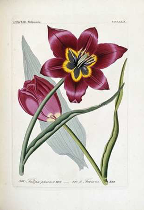 Picture of TULIPA PRAECOX