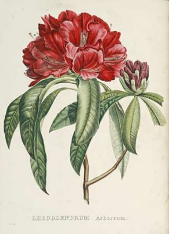 Picture of RHODODENDMAPS ARBOREUM