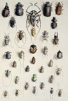 Picture of THIRTY-FOUR INSECTS