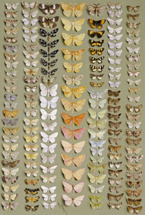 Picture of ONE HUNDRED AND FIFTY-EIGHT MOTHS