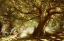 Picture of THE BIG OAK, RAHEEN, CO. GALWAY
