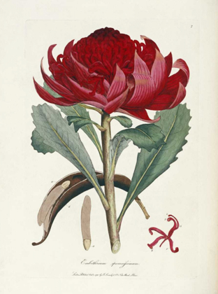 Picture of A SPECIMEN OF THE BOTANY OF NEW HOLLAND