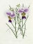 Picture of THE ORCHID ALBUM PLATE 475