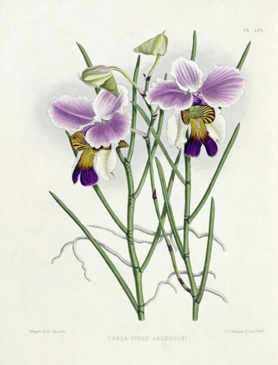 Picture of THE ORCHID ALBUM PLATE 475