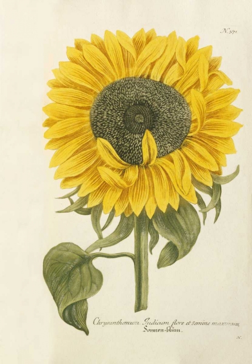 Picture of SUN FLOWER