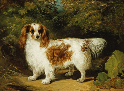 Picture of A BLENHEIM CAVALIER KING CHARLES SPANIEL