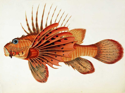 Picture of FISHES FOUND ON THE COAST OF CEYLON