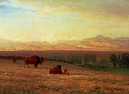 Picture of BUFFALO ON THE PLAINS