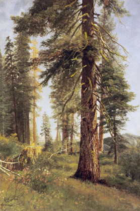 Picture of CALIFORNIA REDWOODS