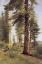 Picture of CALIFORNIA REDWOODS