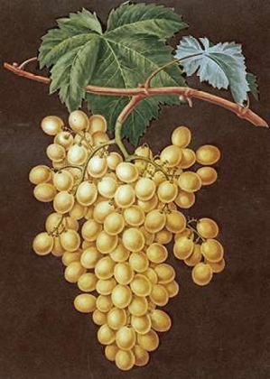 Picture of ALEXANDRIA GRAPES