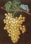 Picture of ALEXANDRIA GRAPES