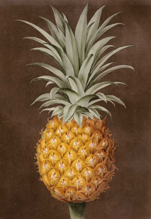 Picture of PINEAPPLE