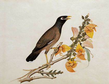 Picture of A MINAH BIRD PERCHED ON A FLOWERING BRANCH