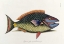 Picture of THE PARROT FISH