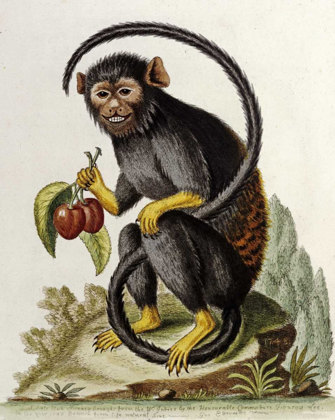 Picture of A LITTLE BLACK MONKEY