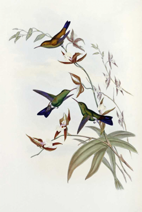 Picture of FAMILY OF HUMMINGBIRDS
