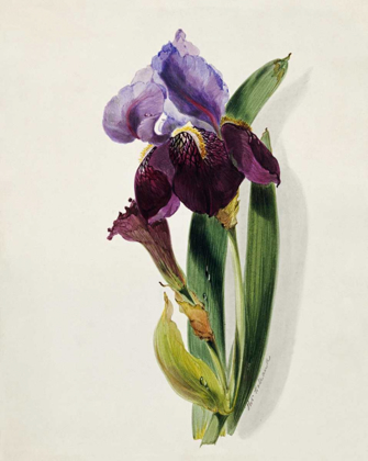 Picture of A FLAG IRIS