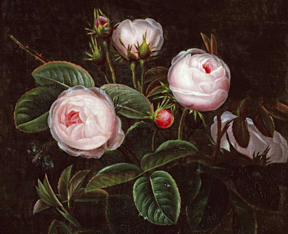 Picture of PINK ROSES