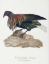 Picture of COLUMBA NICOBARICA