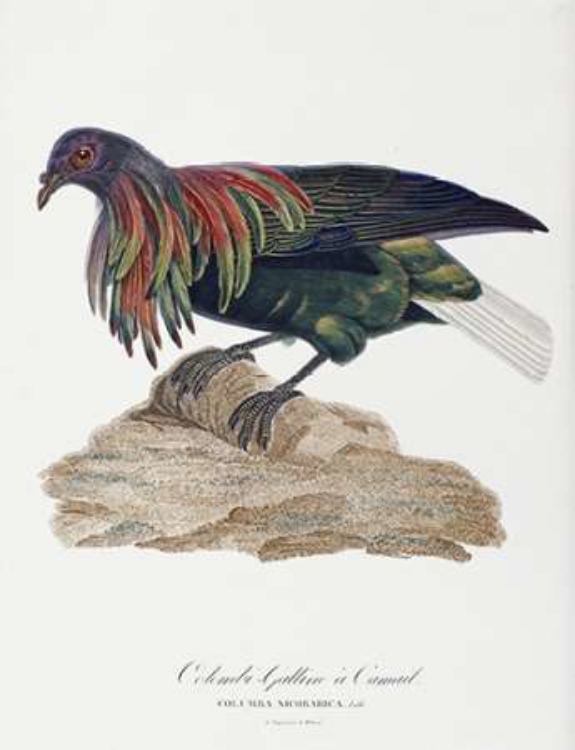 Picture of COLUMBA NICOBARICA