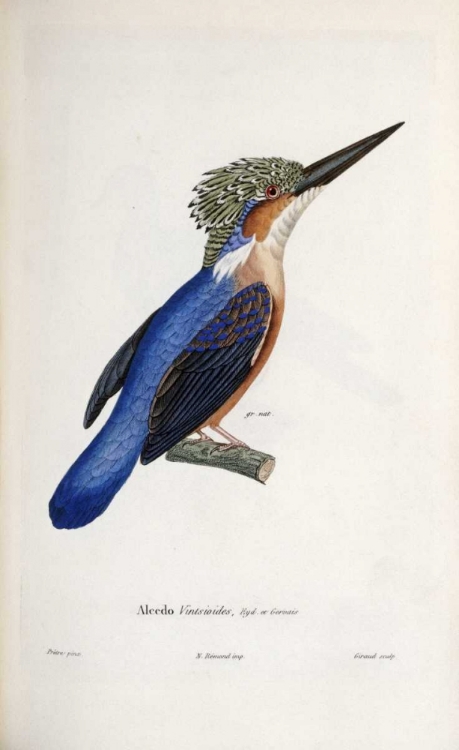 Picture of MALAGASY KINGFISHER