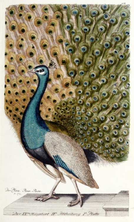 Picture of MALE PEACOCK IN FULL DISPLAY