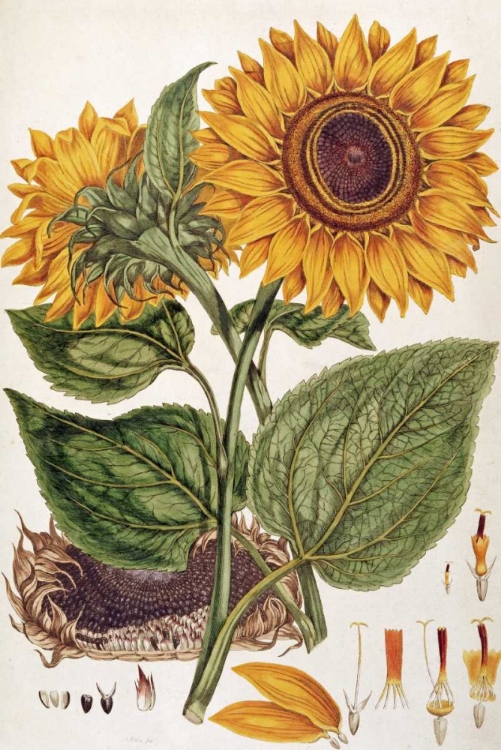 Picture of SUNFLOWER