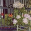 Picture of GERANIUM