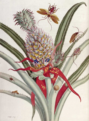 Picture of PINEAPPLE - ANANAS WITH SURINAM INSECTS