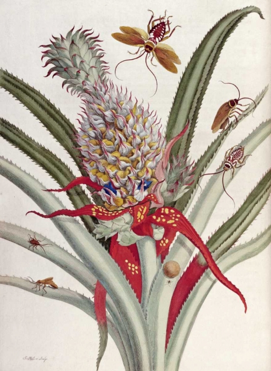 Picture of PINEAPPLE - ANANAS WITH SURINAM INSECTS