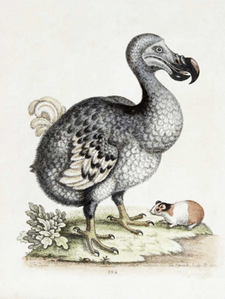 Picture of THE DODO