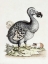 Picture of THE DODO