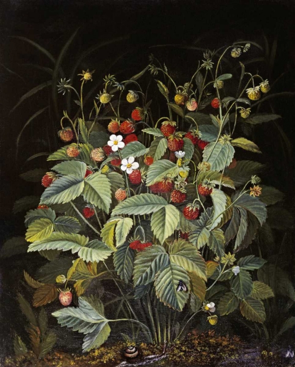 Picture of WILD STRAWBERRIES