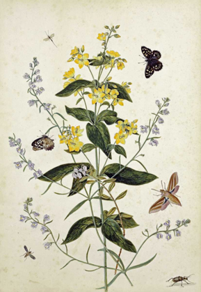 Picture of YELLOW LOOSESTRIFE AND OTHER WILD FLOWERS
