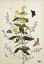 Picture of YELLOW LOOSESTRIFE AND OTHER WILD FLOWERS
