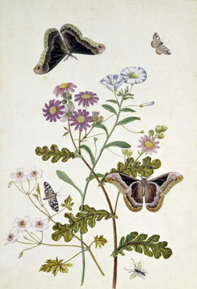 Picture of CONVOLVULUS AND CHRYSANTHEMUM