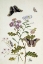Picture of CONVOLVULUS AND CHRYSANTHEMUM